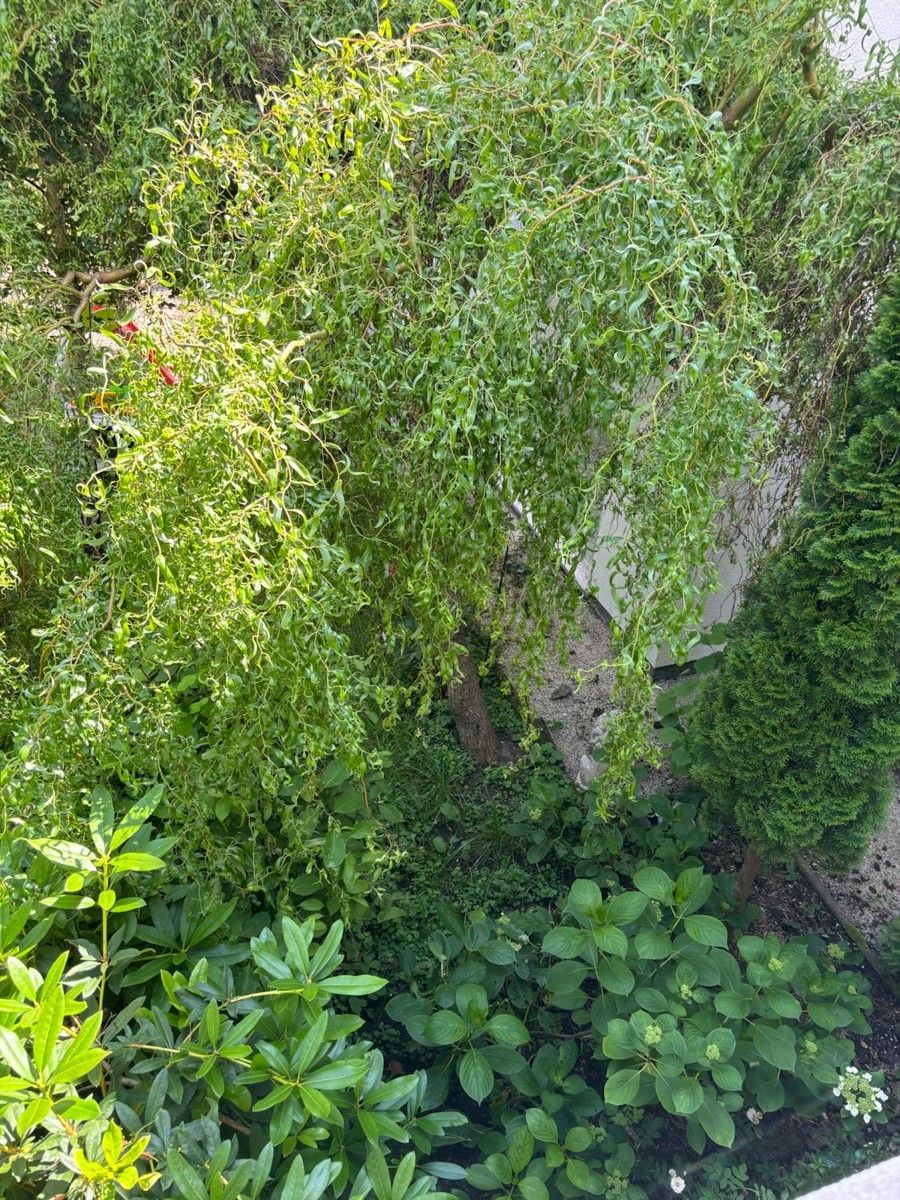 Garten Mehrfamilienhaus Kronberg im Taunus