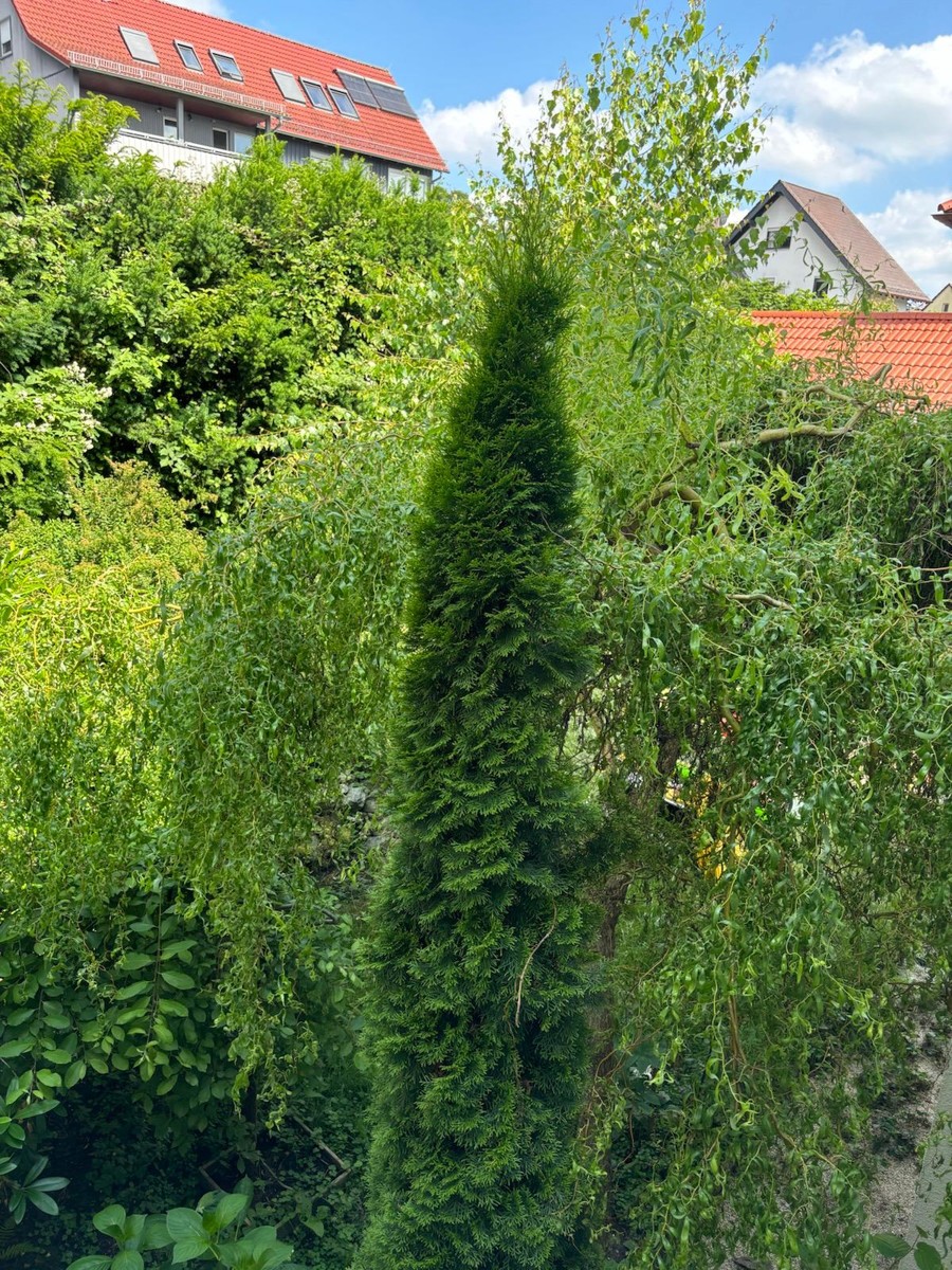 Garten Mehrfamilienhaus Kronberg im Taunus